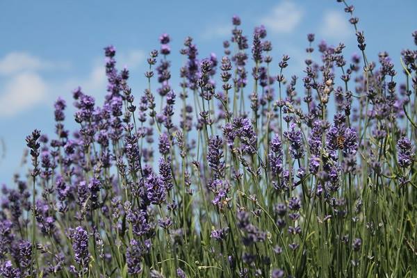 Arkwright Meadows Community Gardens – In The Heart Of The Meadows